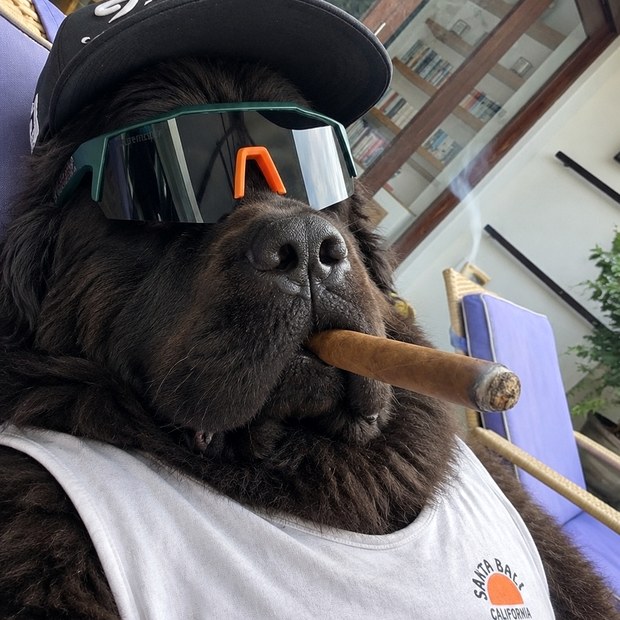 WakoPredicts dog team member 1