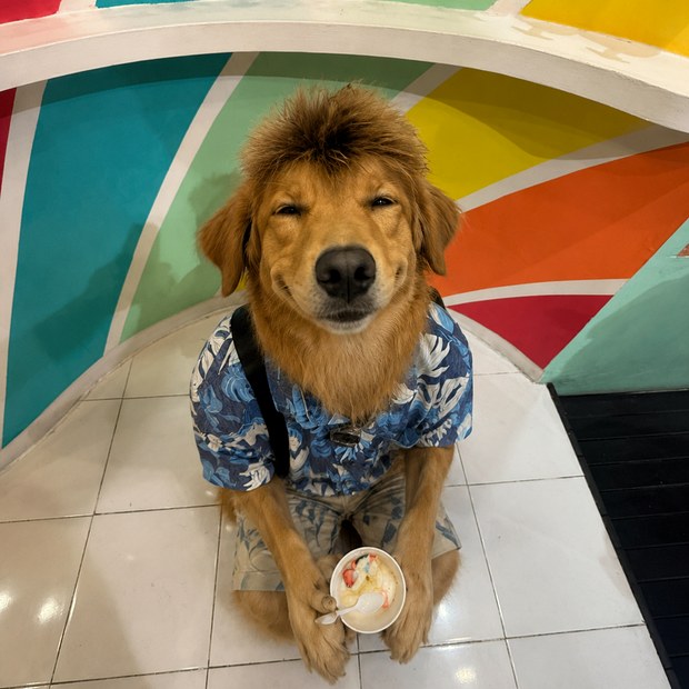 WakoPredicts dog team member 4